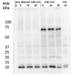 LUC | Luciferase (firefly) (serum) in the group Tag Antibodies / aadA1/BC2/BirA/CBP/GAL4/GUS/LUC at Agrisera AB (Antibodies for research) (AS16 3691)